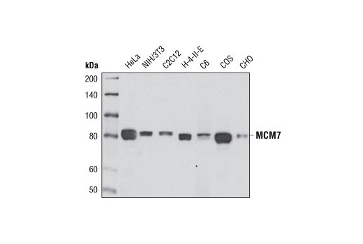  Image 4: DNA Replication Antibody Sampler Kit