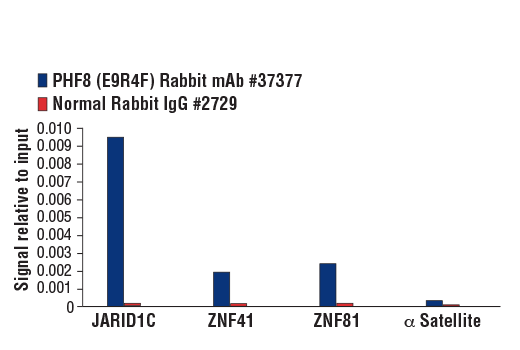 Chromatin Immunoprecipitation Image 1: PHF8 (E9R4F) Rabbit mAb