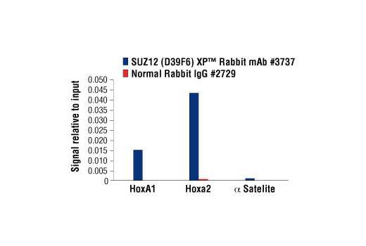 Chromatin Immunoprecipitation Image 3: SUZ12 (D39F6) XP® Rabbit mAb