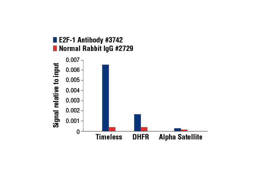 Chromatin Immunoprecipitation Image 1: E2F-1 Antibody