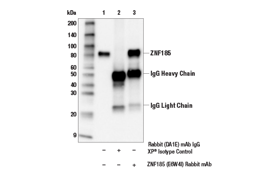 Immunoprecipitation Image 1: ZNF185 (E6W4I) Rabbit mAb