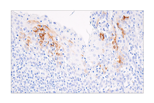 Immunohistochemistry Image 2: CXCL9/MIG (E6Z5W) Rabbit mAb (BSA and Azide Free)