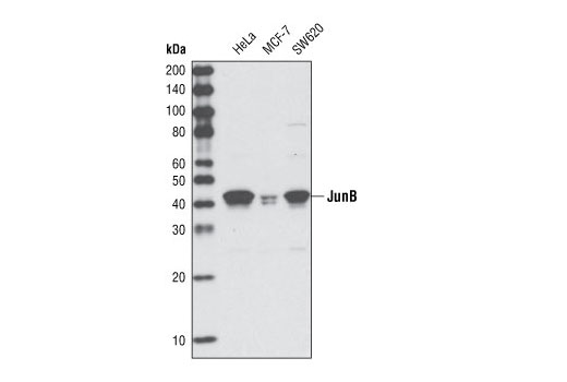 Western Blotting Image 1: JunB (G53) Antibody
