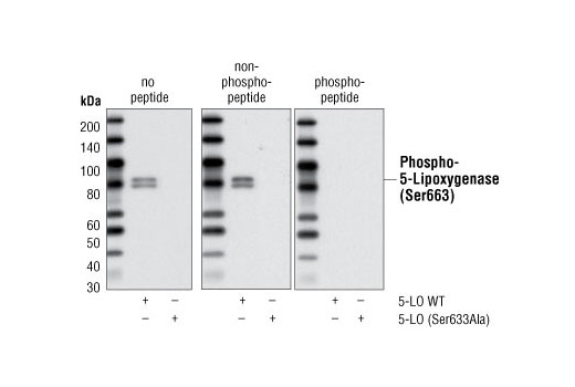 Western Blotting Image 1: Phospho-5-Lipoxygenase (Ser663) Antibody