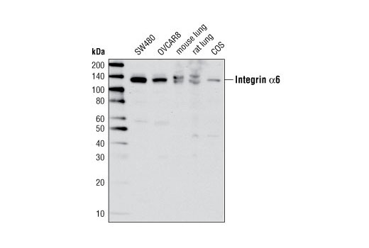 Western Blotting Image 1: Integrin α6 Antibody
