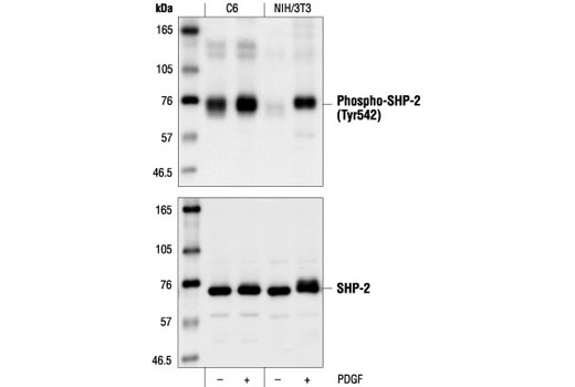  Image 9: PDGF Receptor Activation Antibody Sampler Kit