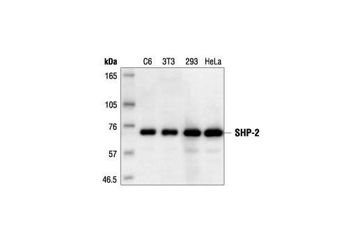 Western Blotting Image 1: SHP-2 Antibody