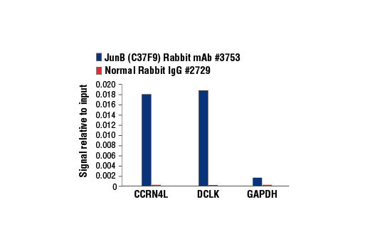 Chromatin Immunoprecipitation Image 1: JunB (C37F9) Rabbit mAb