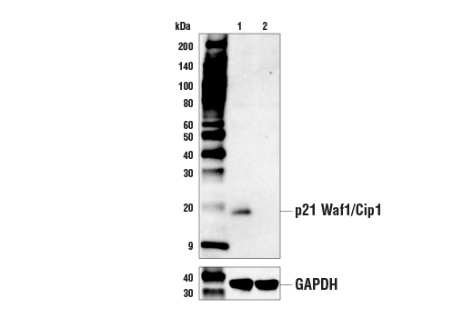 Western Blotting Image 1: p21 Waf1/Cip1 (E2R7A) Rabbit mAb