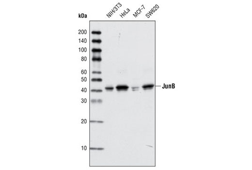 Western Blotting Image 1: JunB (P169) Antibody