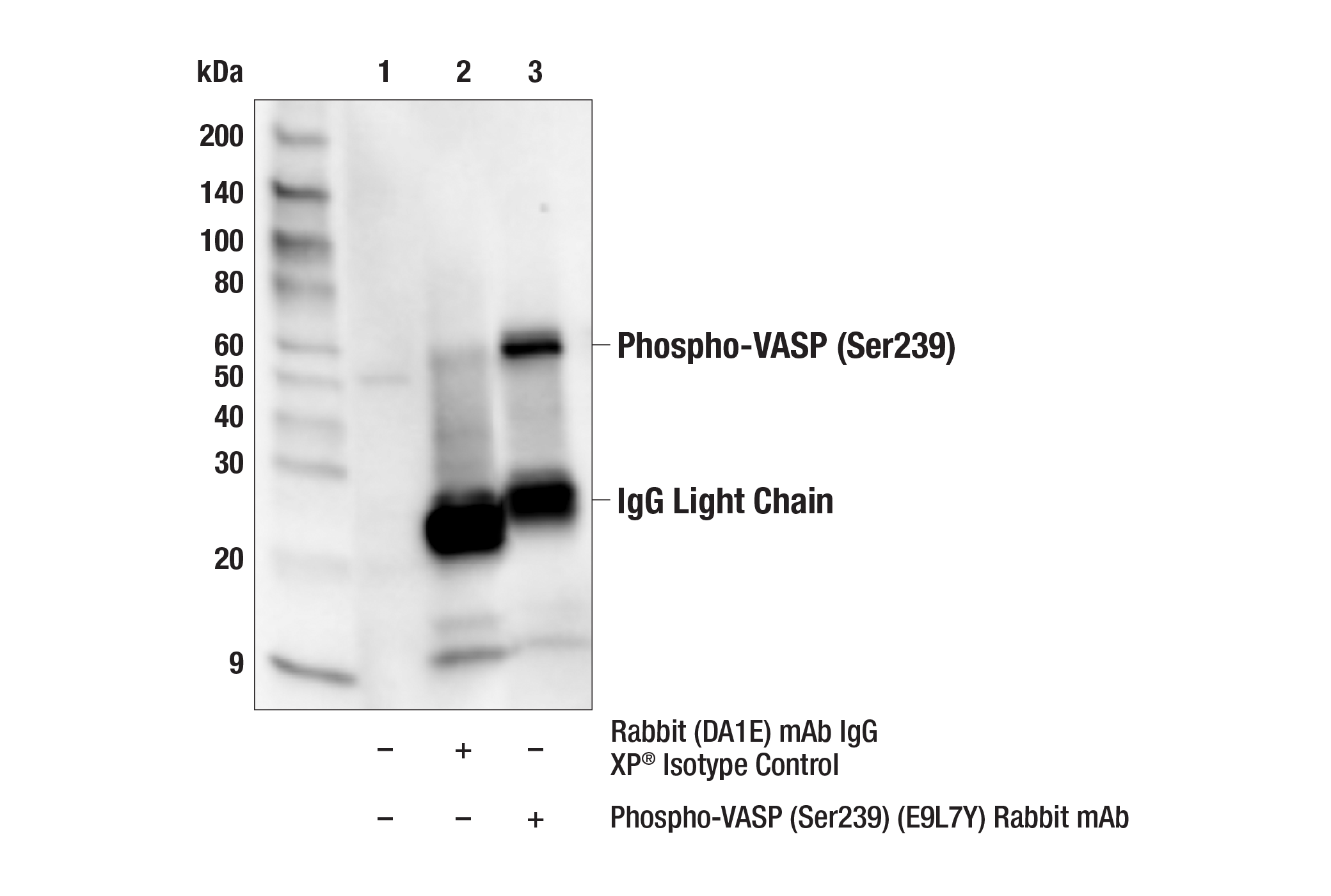Immunoprecipitation Image 1: Phospho-VASP (Ser239) (E9L7Y) Rabbit mAb