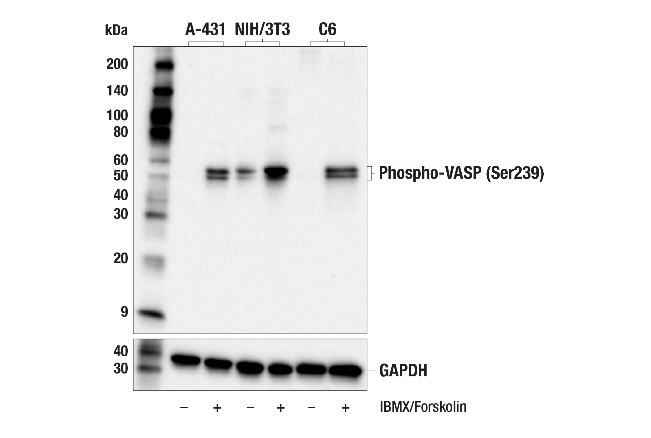 Western Blotting Image 1: Phospho-VASP (Ser239) (E9L7Y) Rabbit mAb