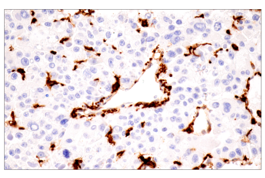 Immunohistochemistry Image 5: p22phox (E7Y1F) XP® Rabbit mAb