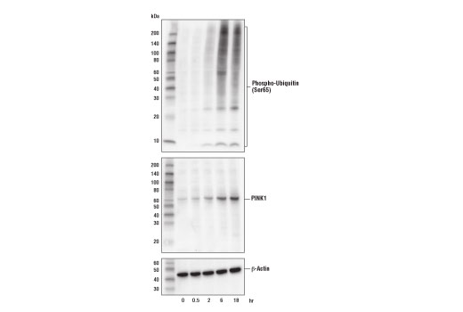 Western Blotting Image 1: Phospho-Ubiquitin (Ser65) Antibody