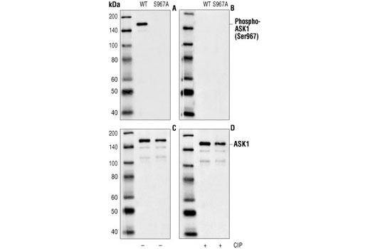 Western Blotting Image 1: Phospho-ASK1 (Ser967) Antibody