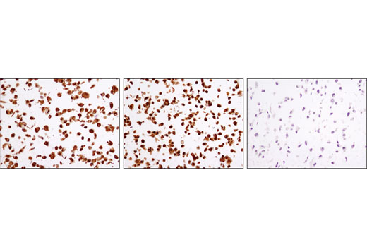 Immunohistochemistry Image 3: GSK-3β (D5C5Z) XP® Rabbit mAb (BSA and Azide Free)