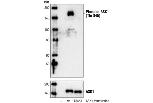Western Blotting Image 2: Phospho-ASK1 (Thr845) Antibody