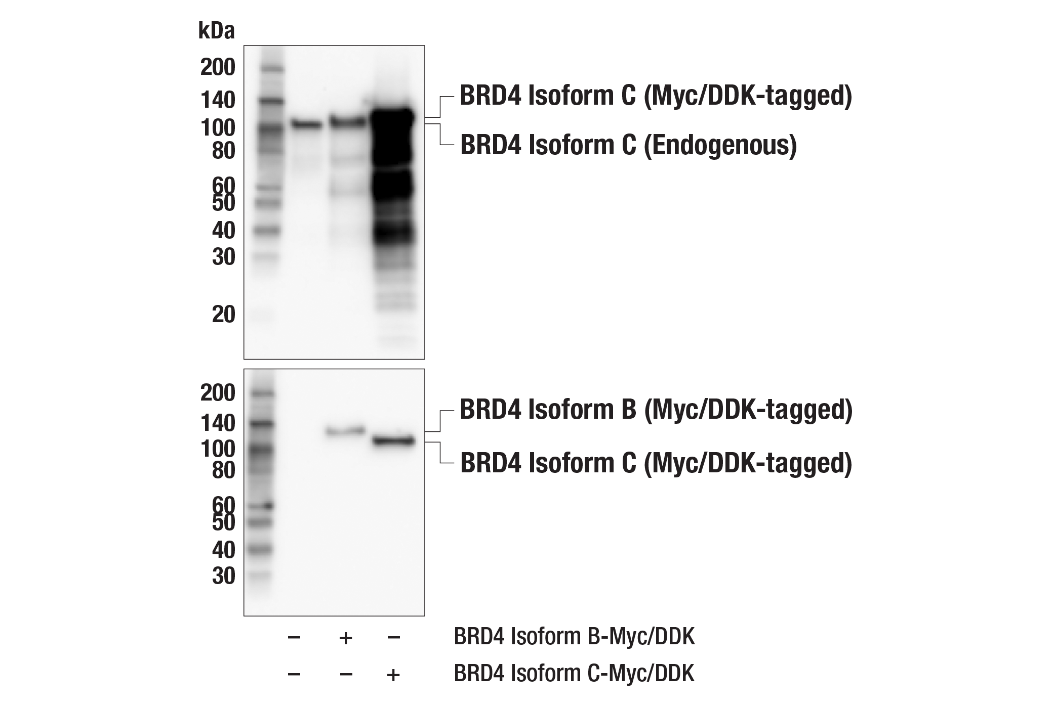 Western Blotting Image 3: BRD4 Isoform C (E1Q9N) Rabbit Monoclonal Antibody (BSA and Azide Free)