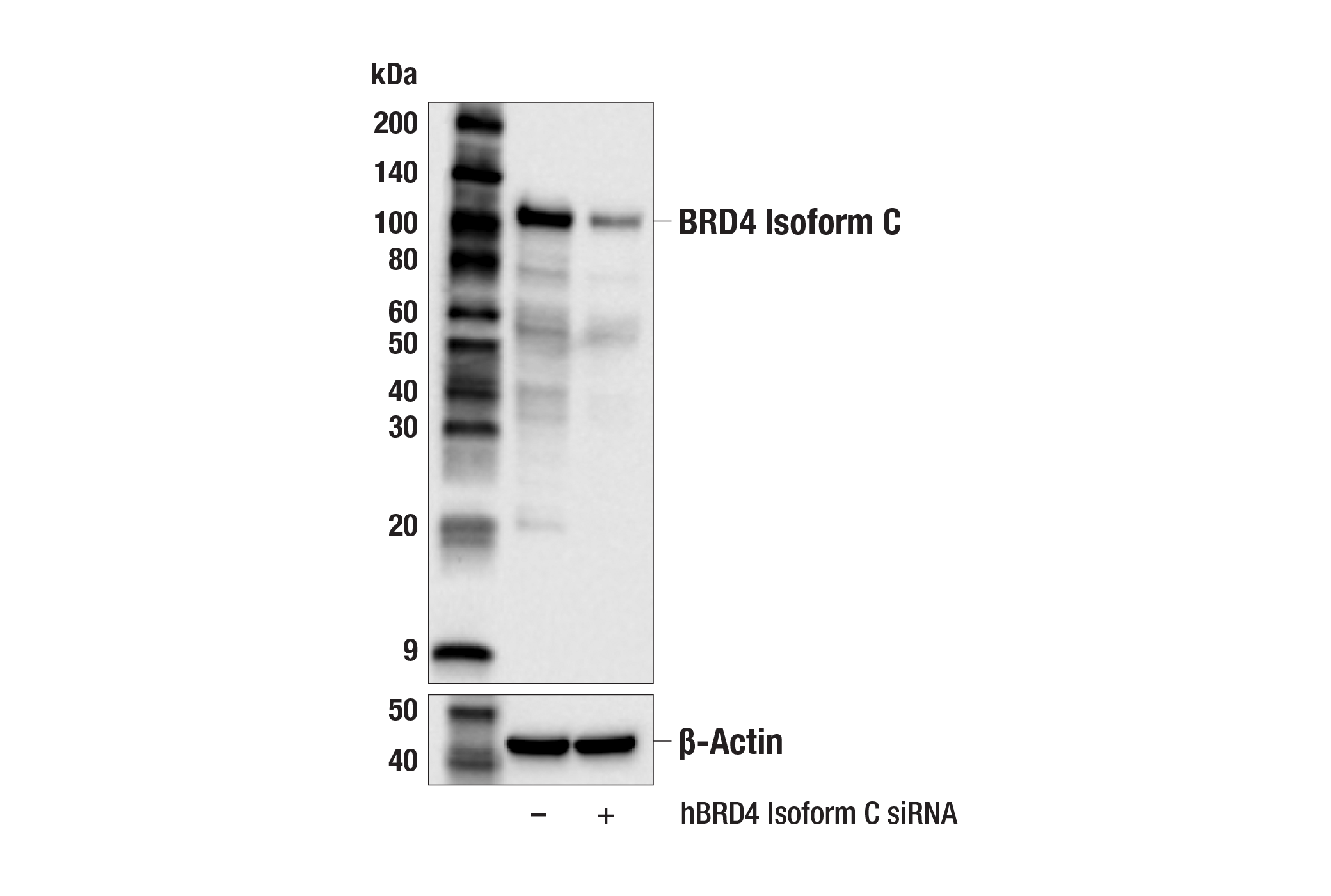 Western Blotting Image 2: BRD4 Isoform C (E1Q9N) Rabbit Monoclonal Antibody (BSA and Azide Free)