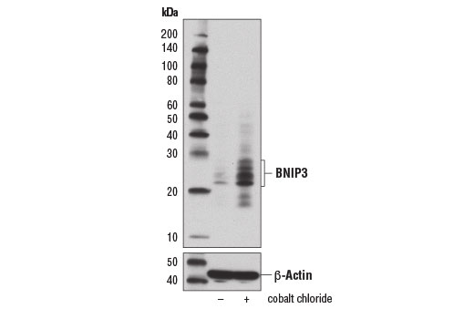 Western Blotting Image 1: BNIP3 Antibody (Rodent Specific)