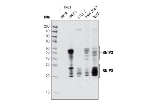 Western Blotting Image 2: BNIP3 Antibody (Rodent Specific)