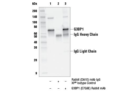 Immunoprecipitation Image 1: G3BP1 (E7G9E) Rabbit mAb