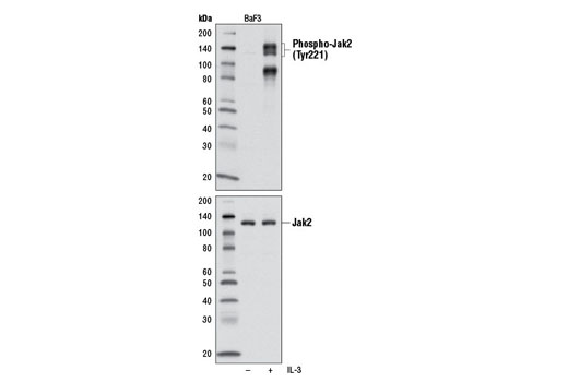 Western Blotting Image 1: Phospho-Jak2 (Tyr221) Antibody