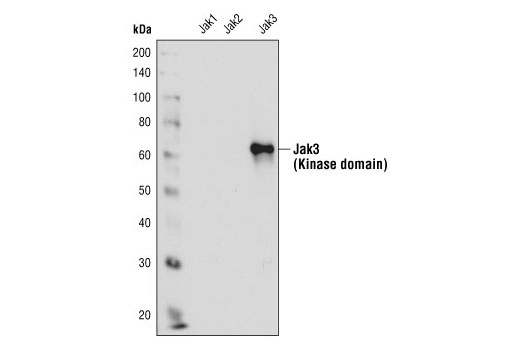 Western Blotting Image 2: Jak3 Antibody