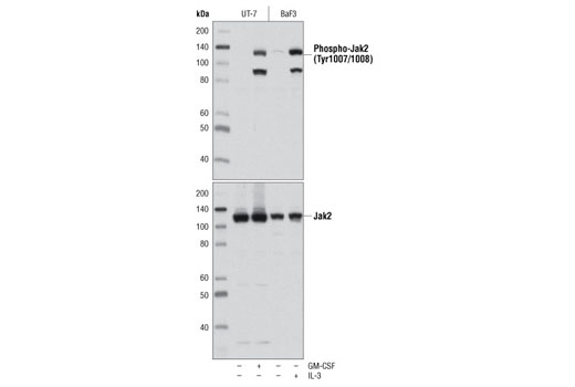  Image 2: PhosphoPlus® Jak2 (Tyr1007/Tyr1008) Antibody Duet