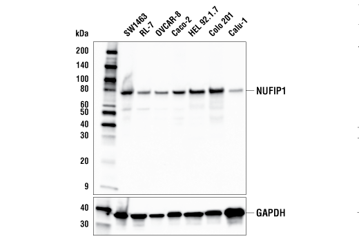 Western Blotting Image 1: NUFIP1 Antibody