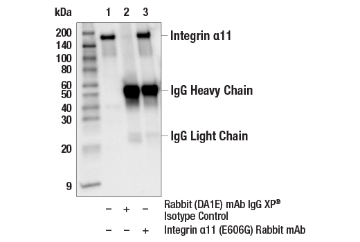 Immunoprecipitation Image 1: Integrin α11 (E6O6G) Rabbit mAb