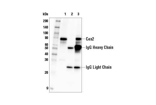 Immunoprecipitation Image 1: Cox2 (E7V6C) Mouse mAb