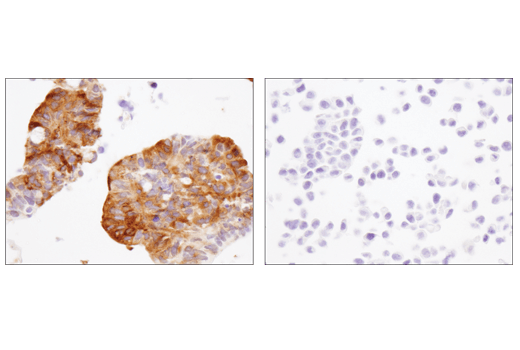  Image 28: Host Cell Viral Restriction Factor Antibody Sampler Kit