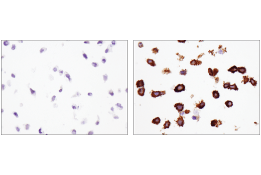  Image 29: Host Cell Viral Restriction Factor Antibody Sampler Kit