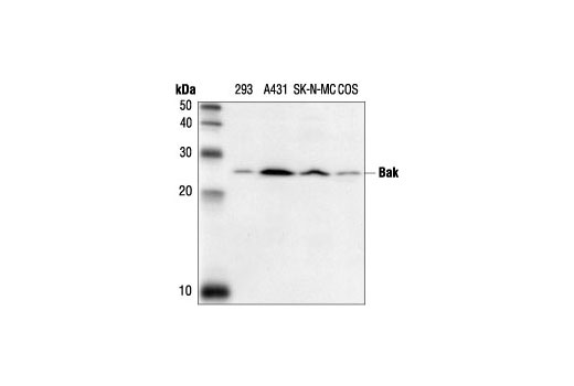  Image 4: Bcl-2 Family Antibody Sampler Kit
