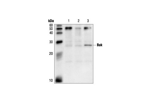  Image 10: Bcl-2 Family Antibody Sampler Kit