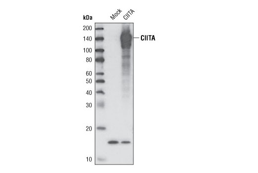 Western Blotting Image 1: CIITA Antibody