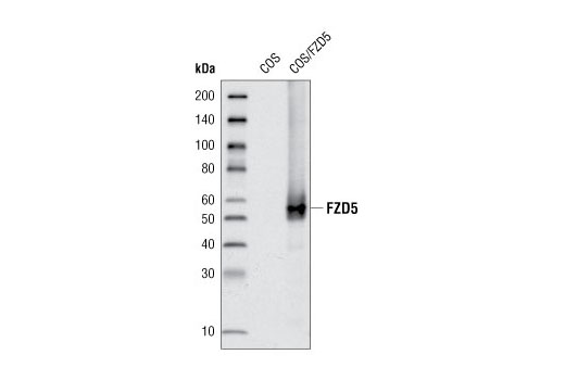 Western Blotting Image 1: Frizzled5 Antibody