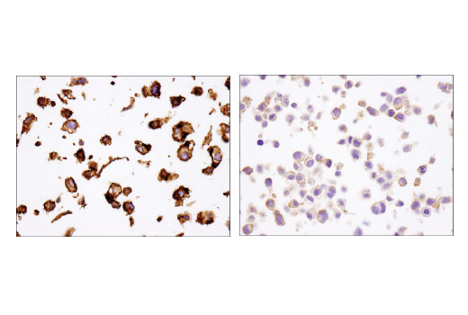 Immunohistochemistry Image 4: CD105/Endoglin (3A9) Mouse mAb (BSA and Azide Free)