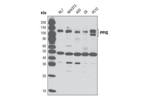 Western Blotting Image 1: PPIG Antibody