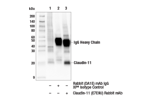 Immunoprecipitation Image 1: Claudin-11 (E7E9U) Rabbit mAb
