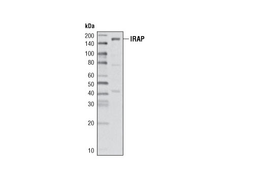 Western Blotting Image 1: IRAP Antibody