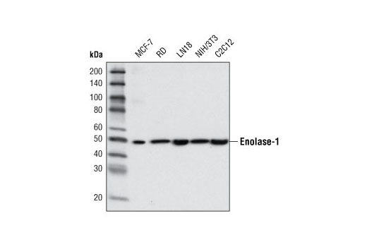 Western Blotting Image 2: Enolase-1 Antibody