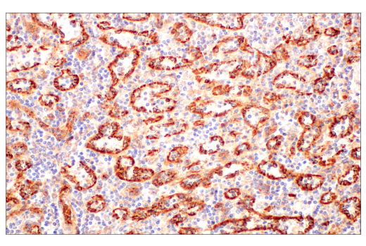 Immunohistochemistry Image 5: BST2 (E4N3W) XP® Rabbit mAb (BSA and Azide Free)