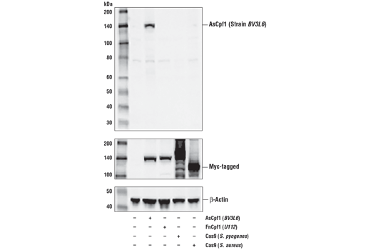 Western Blotting Image 1: AsCpf1/Cas12a (Strain BV3L6) Antibody