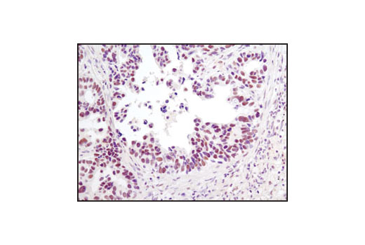 Immunohistochemistry Image 1: Phospho-HDAC3 (Ser424) Antibody