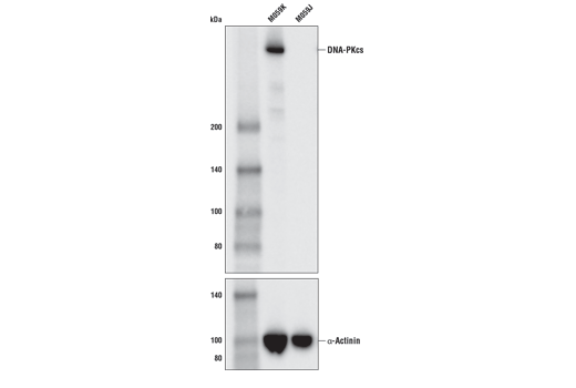 Western Blotting Image 1: DNA-PKcs (E6U3A) Rabbit mAb