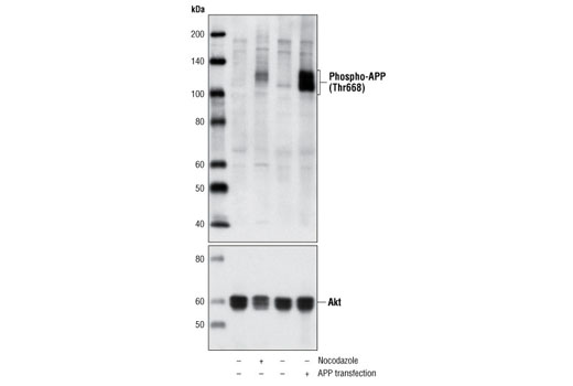 Western Blotting Image 1: Phospho-APP (Thr668) Antibody