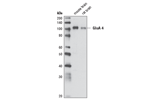 Western Blotting Image 1: AMPA Receptor 4 (GluA 4) (Ala60) Antibody