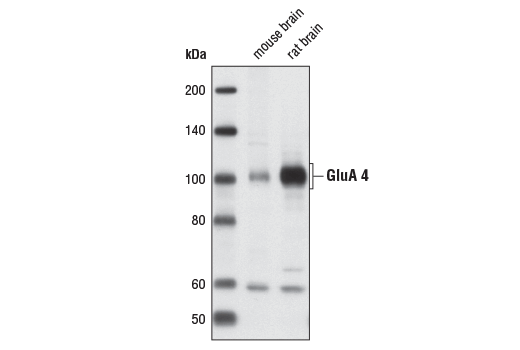 Western Blotting Image 1: AMPA Receptor 4 (GluA 4) (Arg860) Antibody